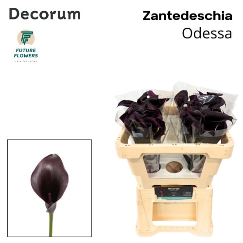 Срезанные цветы оптом Zantedeschia odessa от 40шт из Голландии с доставкой по России