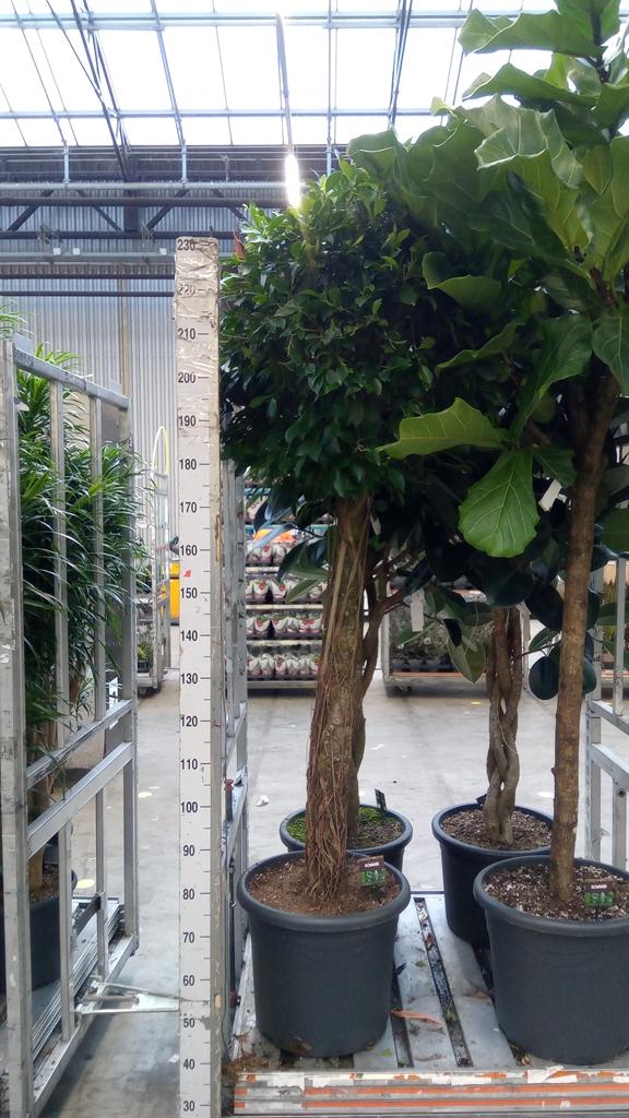Горшечные цветы и растения оптом Ficus Microcarpa ... от 1шт из Голландии с доставкой по России
