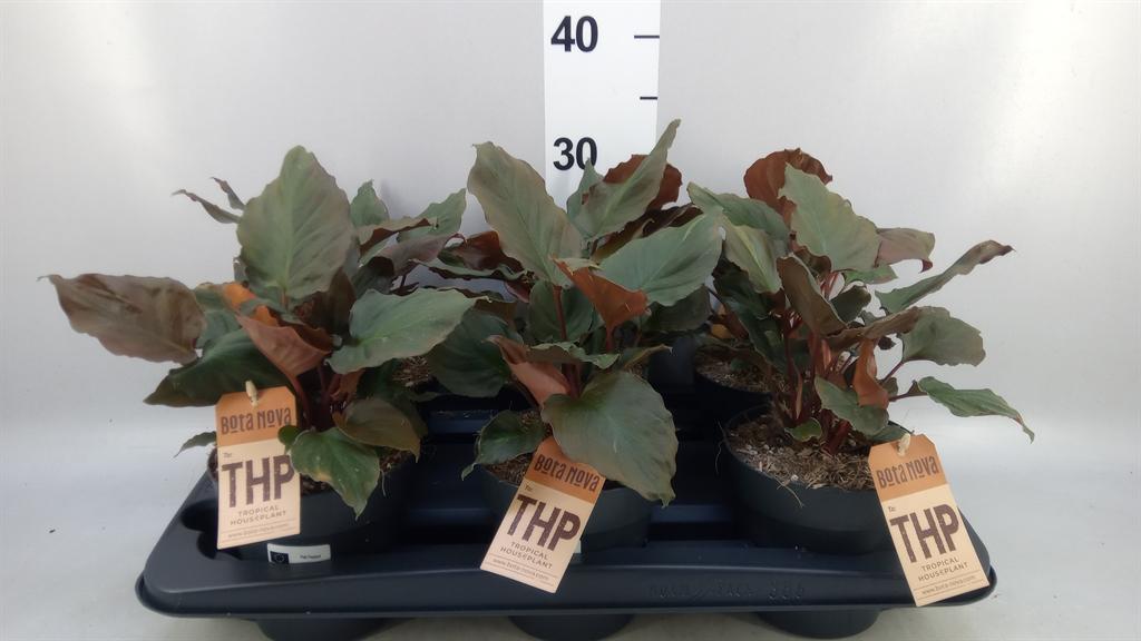 Горшечные цветы и растения оптом Planten ...green L% от 6шт из Голландии с доставкой по России
