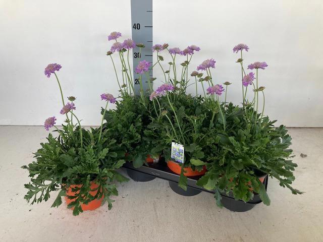 Горшечные цветы и растения оптом Scab Co Butterfly Bl от 7шт из Голландии с доставкой по России