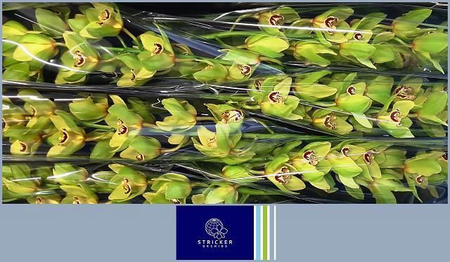 Срезанные цветы оптом Cymbidium green bonyoni от 6шт из Голландии с доставкой по России