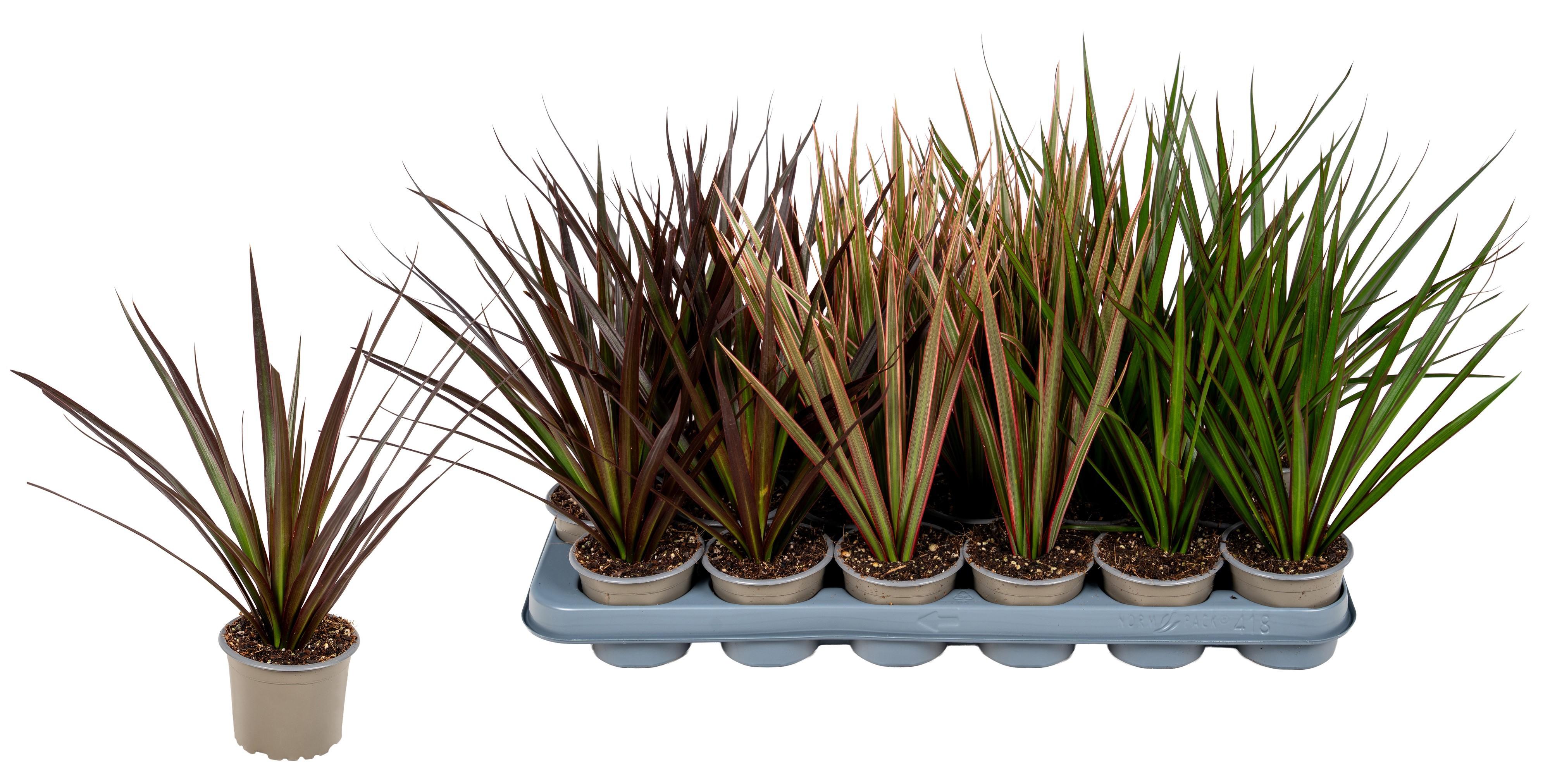 Горшечные цветы и растения оптом Dra Marg Gem 3 Srt от 18шт (для телеги) из Голландии с доставкой по России