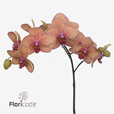 Срезанные цветы оптом Phalaenopsis golden treasure (per flower) от 100шт из Голландии с доставкой по России