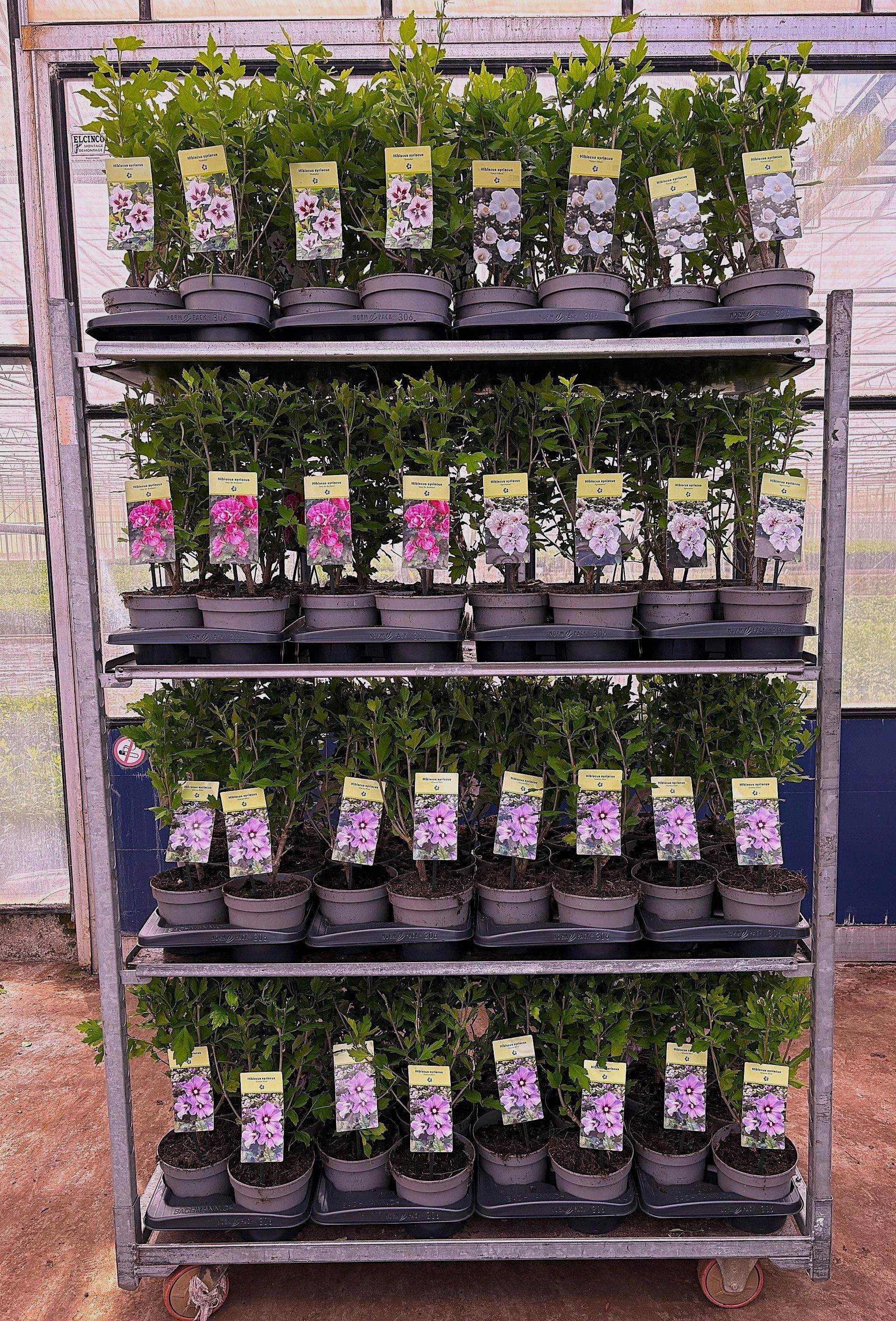 Горшечные цветы и растения оптом Hibis Syriacus от 6шт из Голландии с доставкой по России