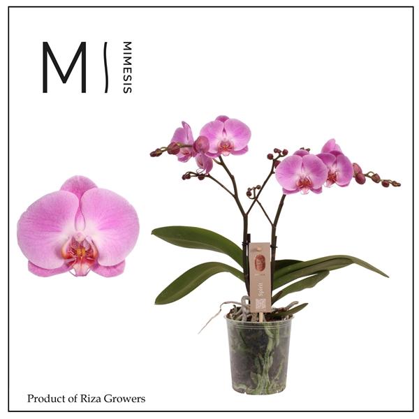 Горшечные цветы и растения оптом Phal 2st Spirit Pink 16+ (orchid Growers) от 6шт из Голландии с доставкой по России
