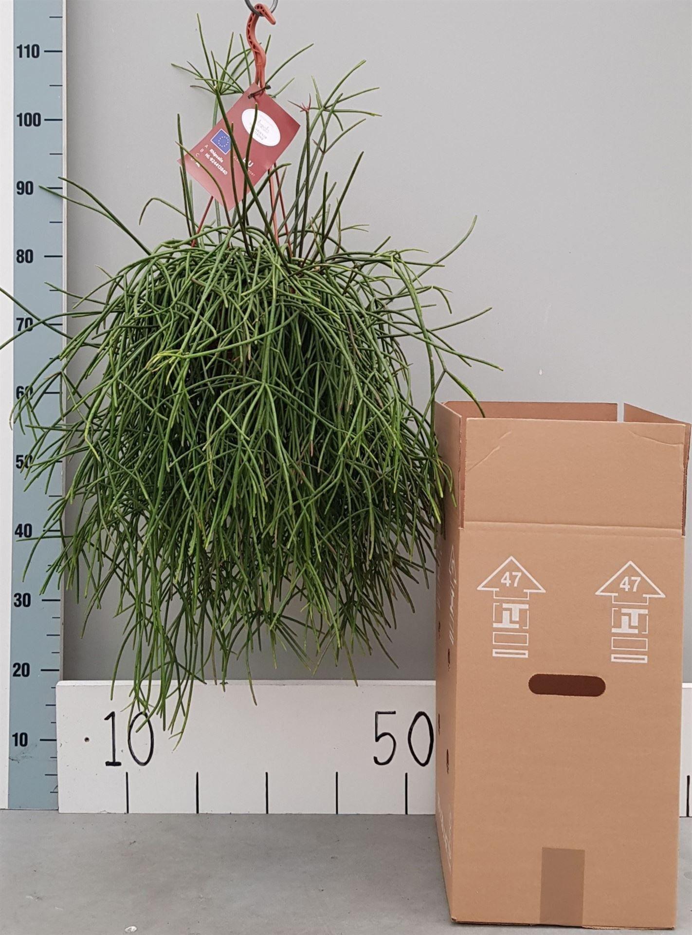 Горшечные цветы и растения оптом Rhipsalis   ... от 1шт из Голландии с доставкой по России