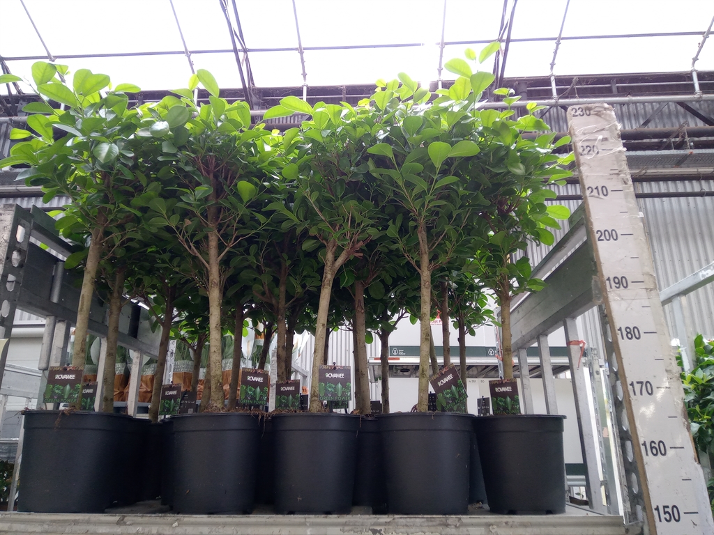 Горшечные цветы и растения оптом Ficus Moclame Twisted Stem от 1шт из Голландии с доставкой по России