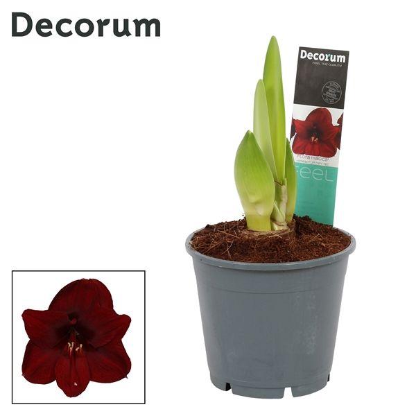 Горшечные цветы и растения оптом Hipp Dark Red 2pp (decorum) от 7шт из Голландии с доставкой по России