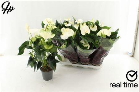 Горшечные цветы и растения оптом ** Anthu An Cocos 5+ * Autumn Promo * от 8шт из Голландии с доставкой по России