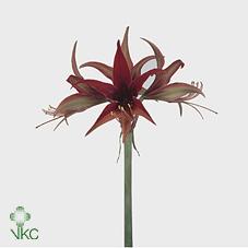 Срезанные цветы оптом Hippeastrum mini merenque от 20шт из Голландии с доставкой по России