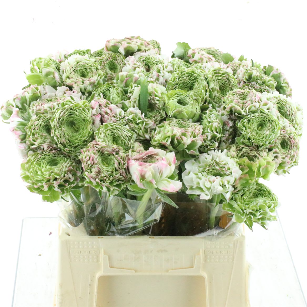 Срезанные цветы оптом Ranunculus pon pon white pink от 60шт из Голландии с доставкой по России