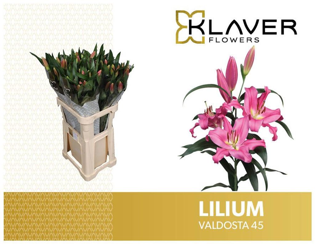 Срезанные цветы оптом Lilium or valdosta от 40шт из Голландии с доставкой по России