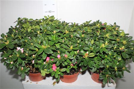 Горшечные цветы и растения оптом Rhodo Si Vogel Gem от 6шт из Голландии с доставкой по России