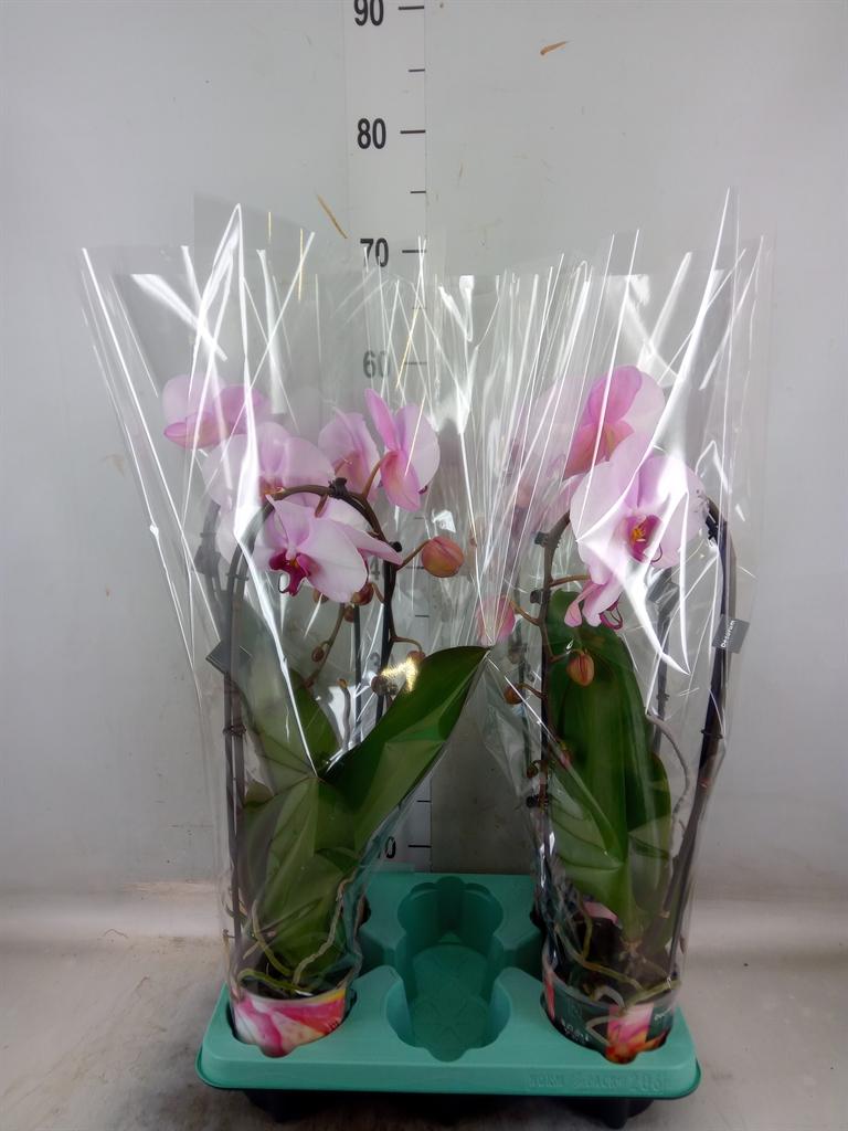 Горшечные цветы и растения оптом Phalaenopsis   ... от 4шт из Голландии с доставкой по России