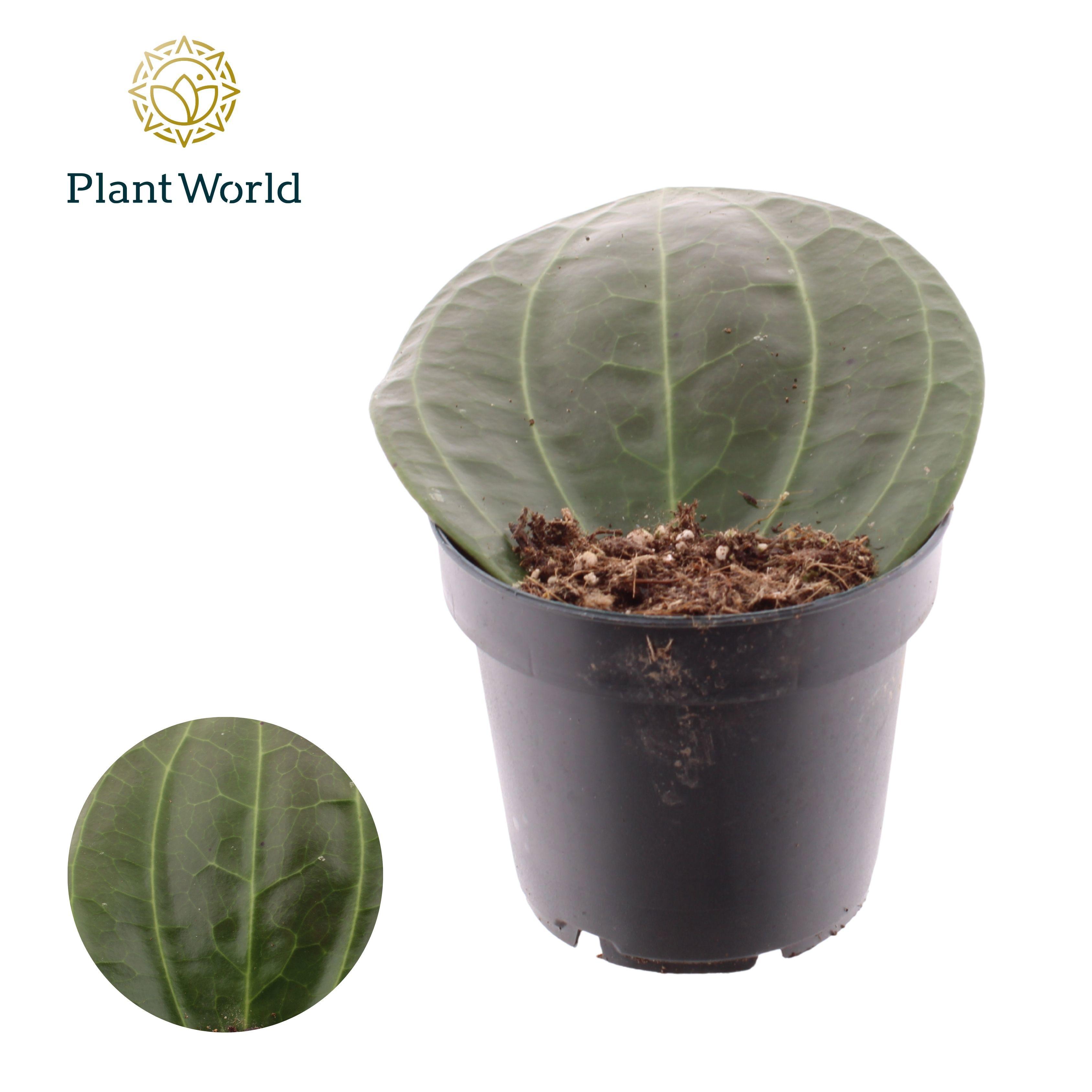 Горшечные цветы и растения оптом Hoya Latifolia от 6шт из Голландии с доставкой по России