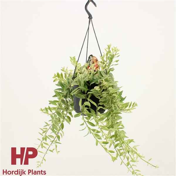 Горшечные цветы и растения оптом Aeschynanthus Bolero Bicolore Hanging Pot от 7шт из Голландии с доставкой по России