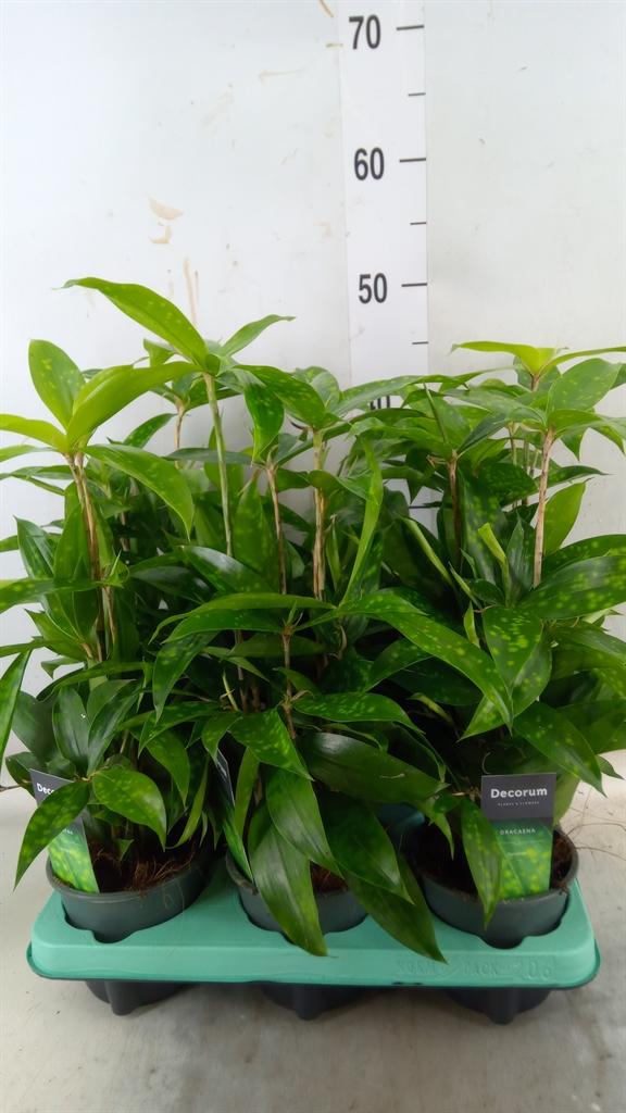 Горшечные цветы и растения оптом Dracaena Surculosa от 6шт из Голландии с доставкой по России