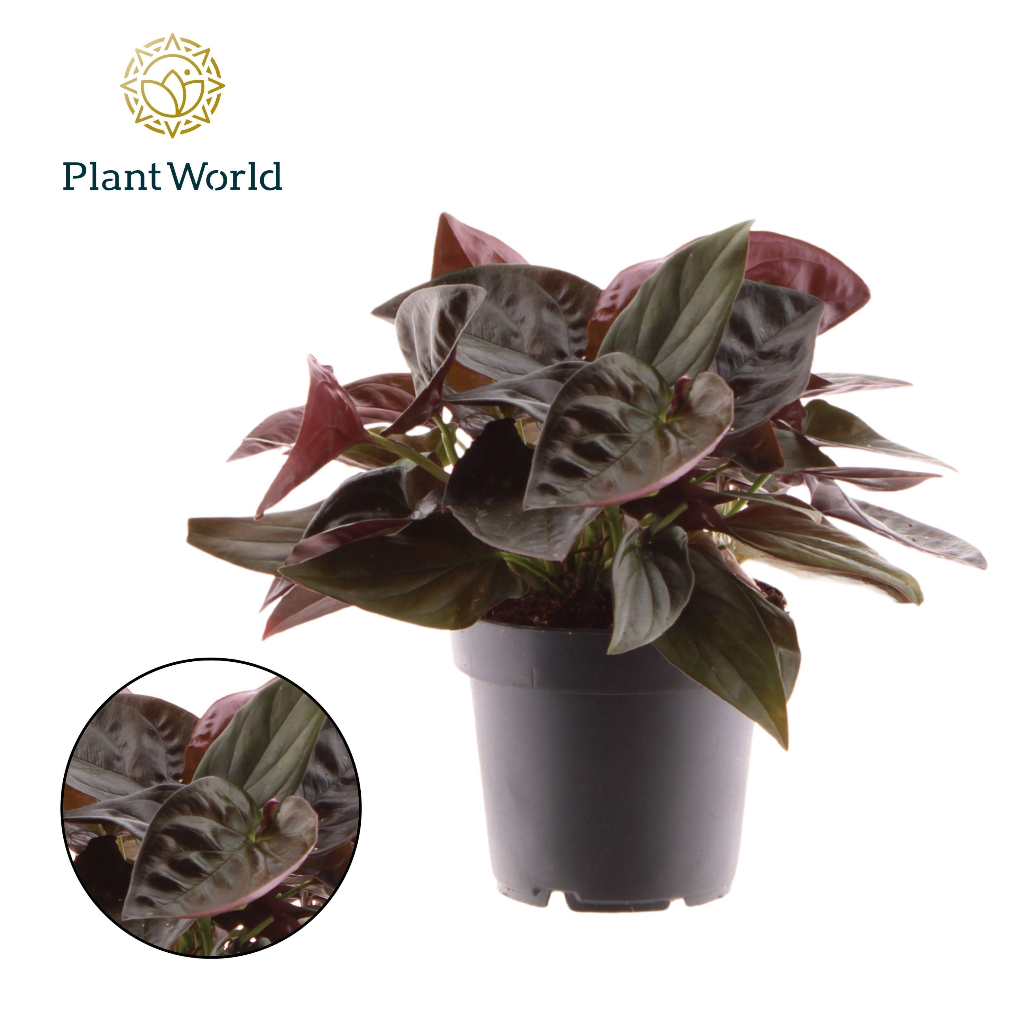 Горшечные цветы и растения оптом Syngonium Erythrophyllum Red Arrow от 10шт из Голландии с доставкой по России