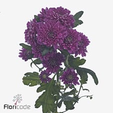 Срезанные цветы оптом Chrys sp fabienne purple от 80шт из Голландии с доставкой по России