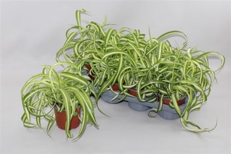 Горшечные цветы и растения оптом Chlorophytum Comosum Bonnie от 8шт из Голландии с доставкой по России