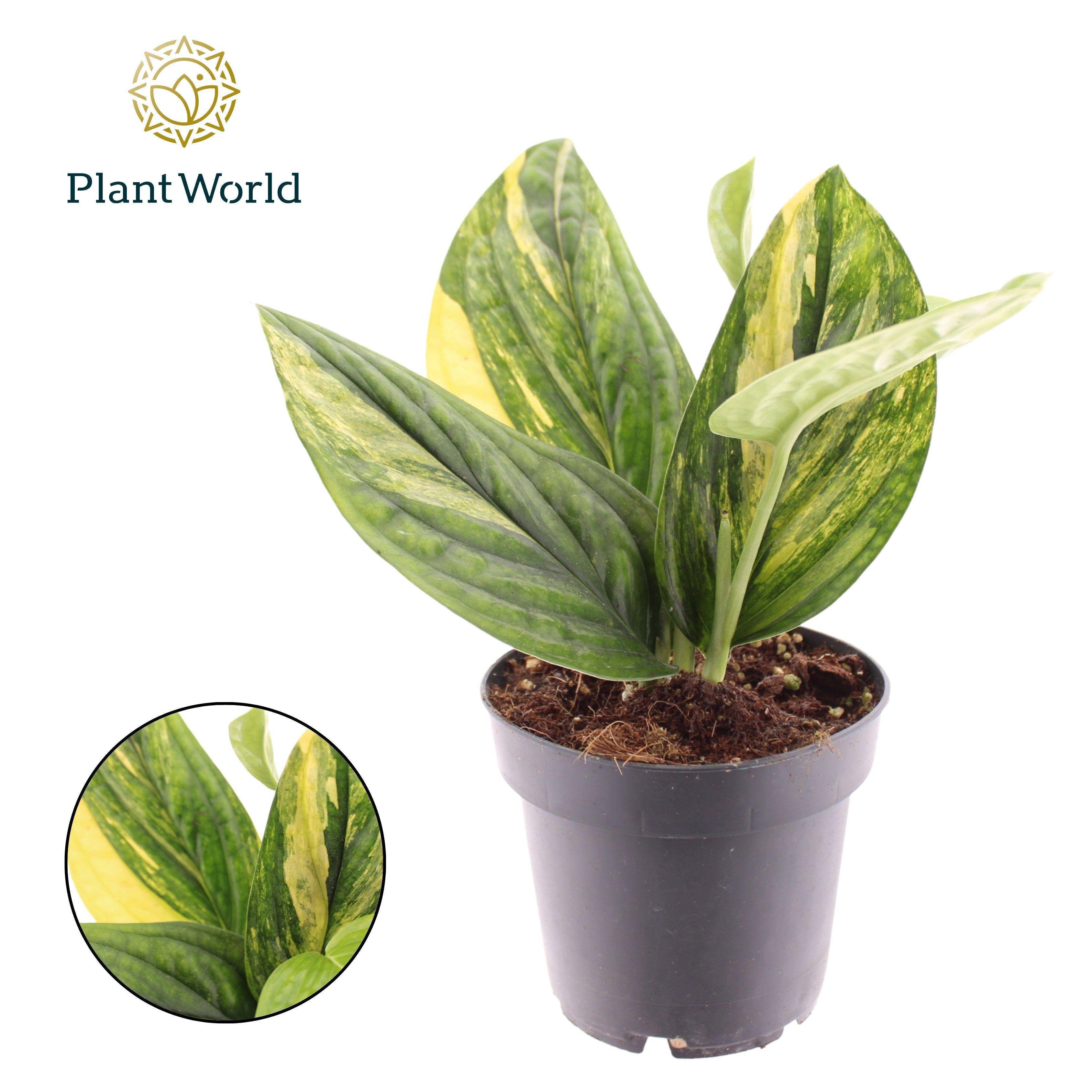 Горшечные цветы и растения оптом Epipremnum Variegata Marble Planet от 6шт из Голландии с доставкой по России