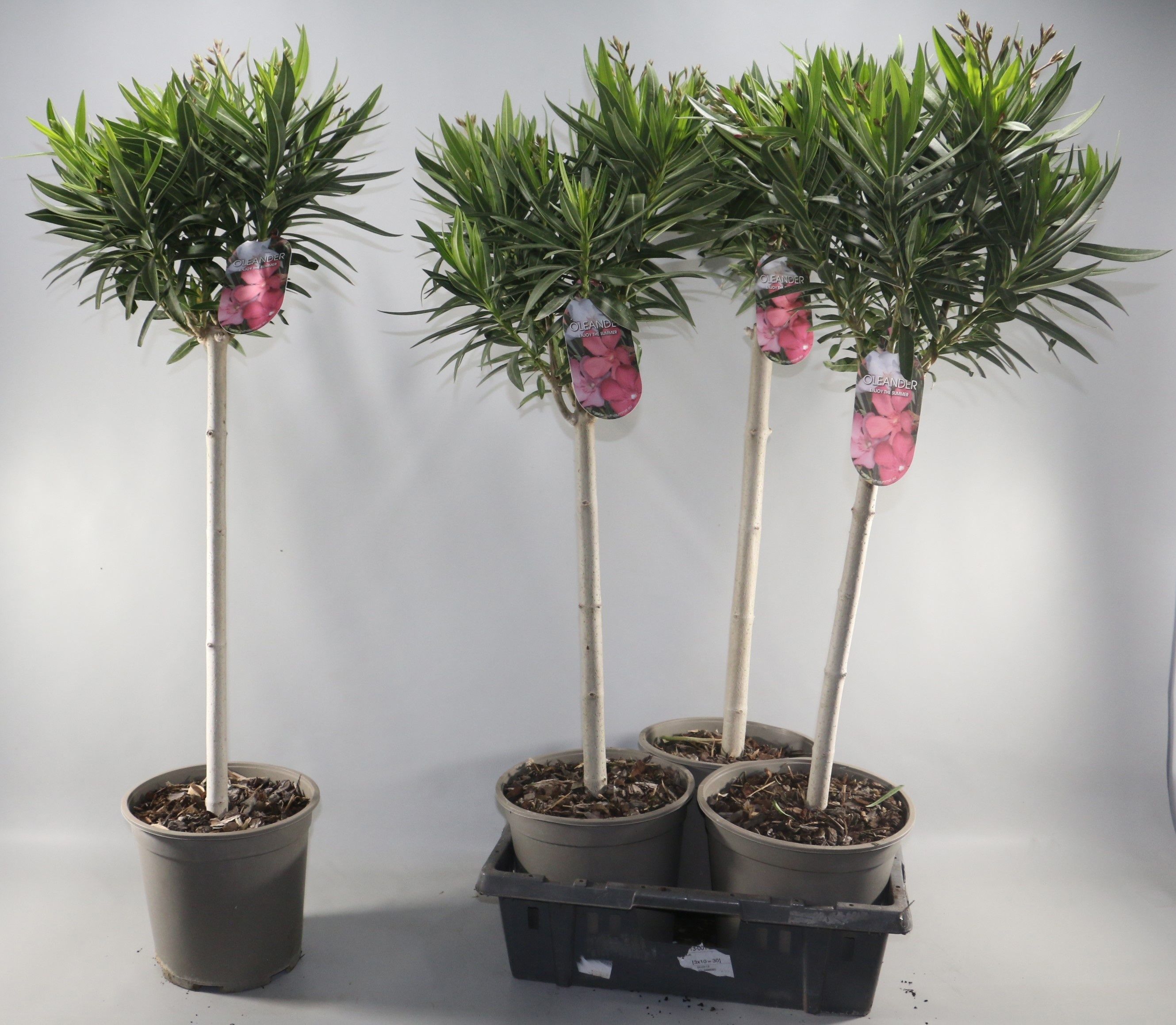 Горшечные цветы и растения оптом Nerium Oleander Ov от 3шт из Голландии с доставкой по России