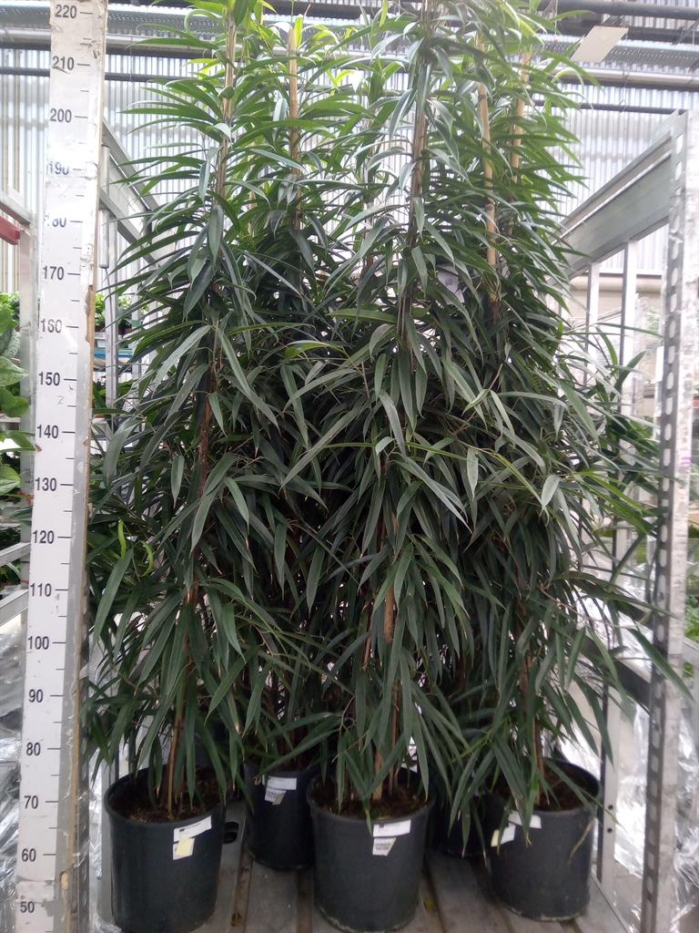 Горшечные цветы и растения оптом Ficus Bin Alii от 1шт из Голландии с доставкой по России