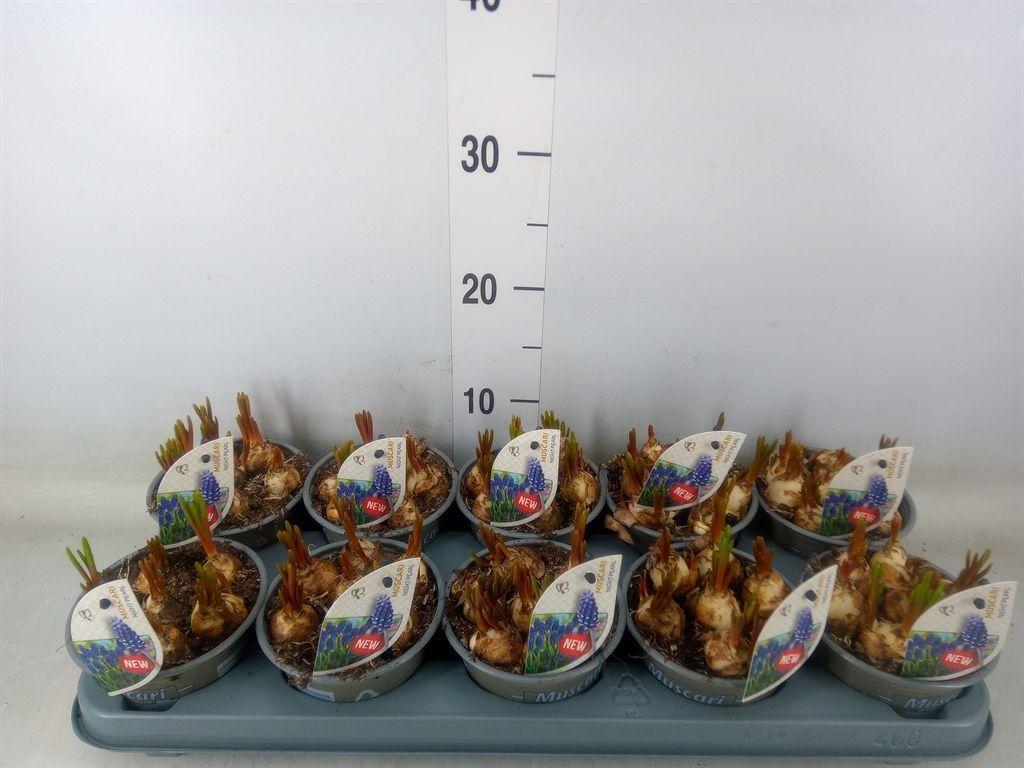 Горшечные цветы и растения оптом Muscari   ... от 10шт из Голландии с доставкой по России