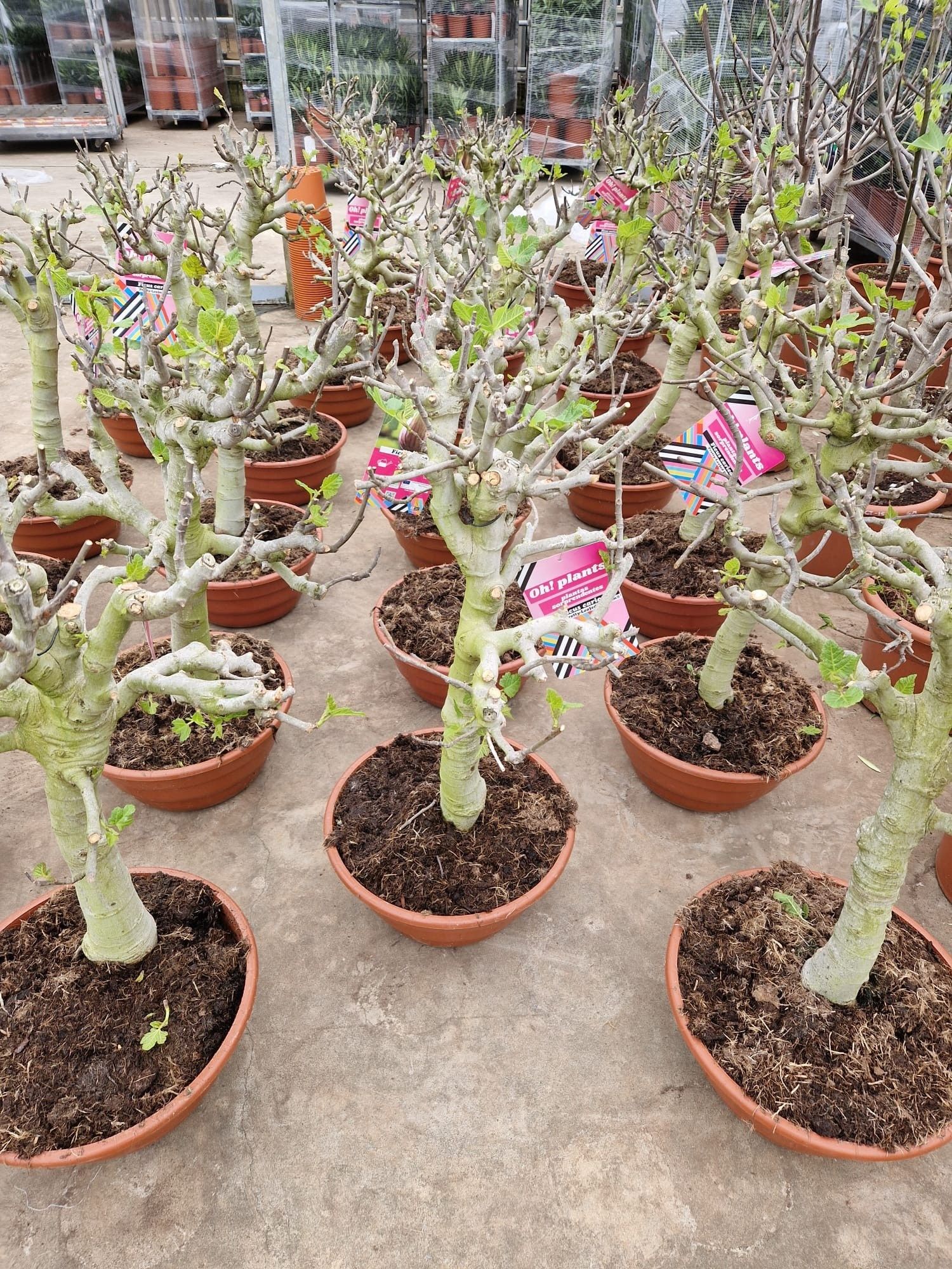 Горшечные цветы и растения оптом Ficus Carica от 1шт из Голландии с доставкой по России