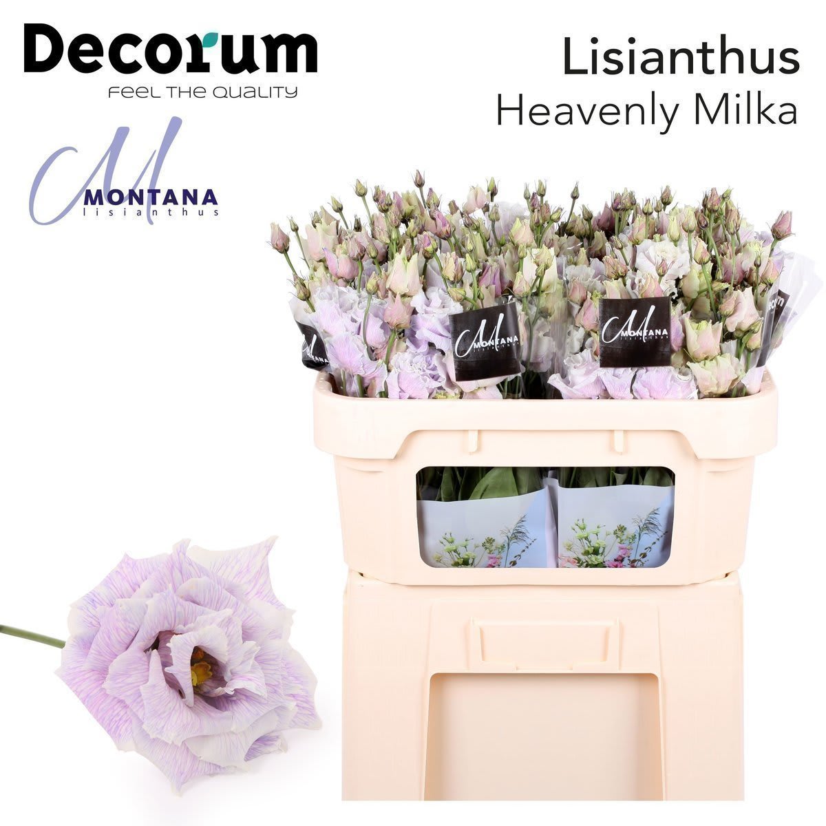 Срезанные цветы оптом Lisianthus do paint heavenly milka от 140шт из Голландии с доставкой по России