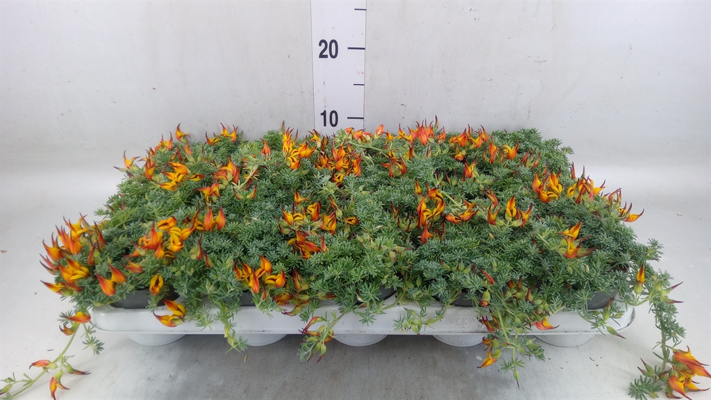 Горшечные цветы и растения оптом Lotus Corniculatus от 15шт из Голландии с доставкой по России