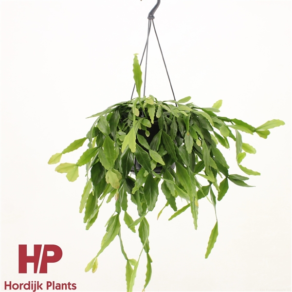 Горшечные цветы и растения оптом Rhipsalis Crispata от 7шт из Голландии с доставкой по России