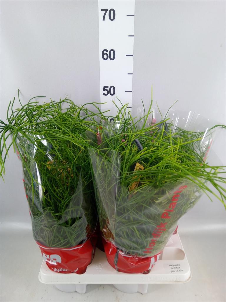 Горшечные цветы и растения оптом Rhipsalis Pulchra от 4шт из Голландии с доставкой по России