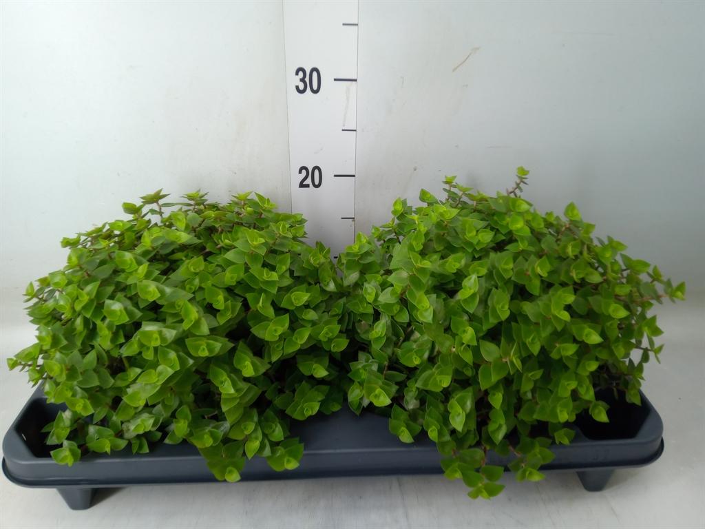 Горшечные цветы и растения оптом Callisia Repens от 2шт из Голландии с доставкой по России