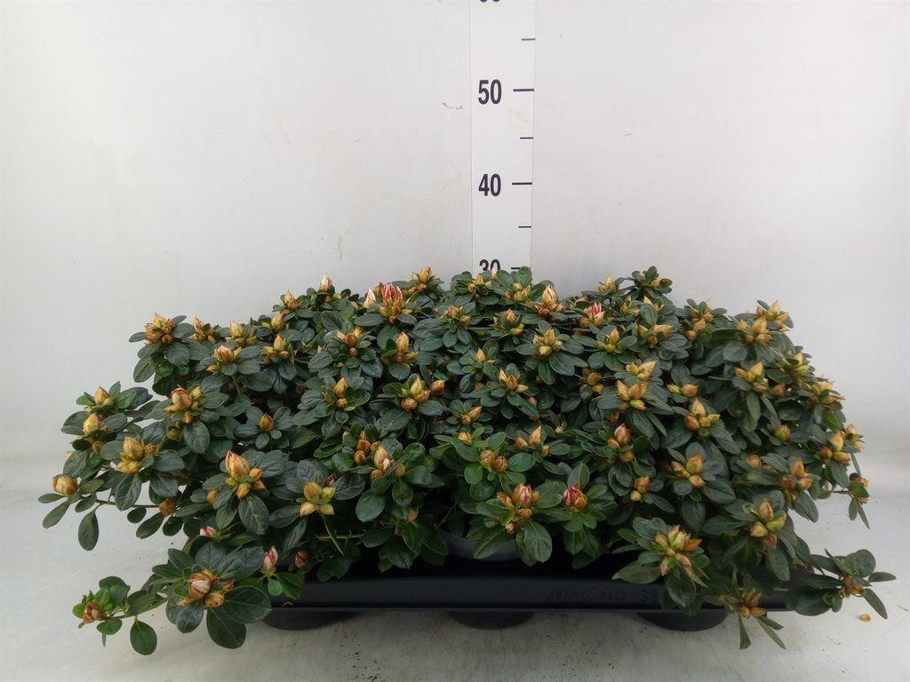 Горшечные цветы и растения оптом Rhododendron Sim.   ... от 6шт из Голландии с доставкой по России