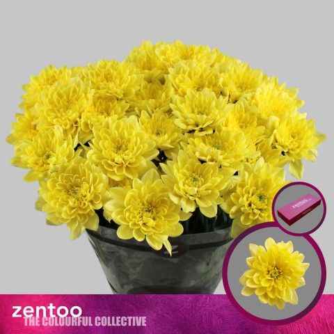 Срезанные цветы оптом Chrys sp altaj yellow от 80шт из Голландии с доставкой по России