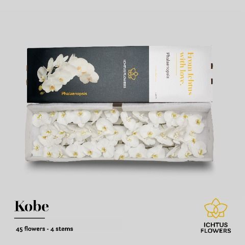 Срезанные цветы оптом Phalaenopsis kobe (per flower) от 45шт из Голландии с доставкой по России