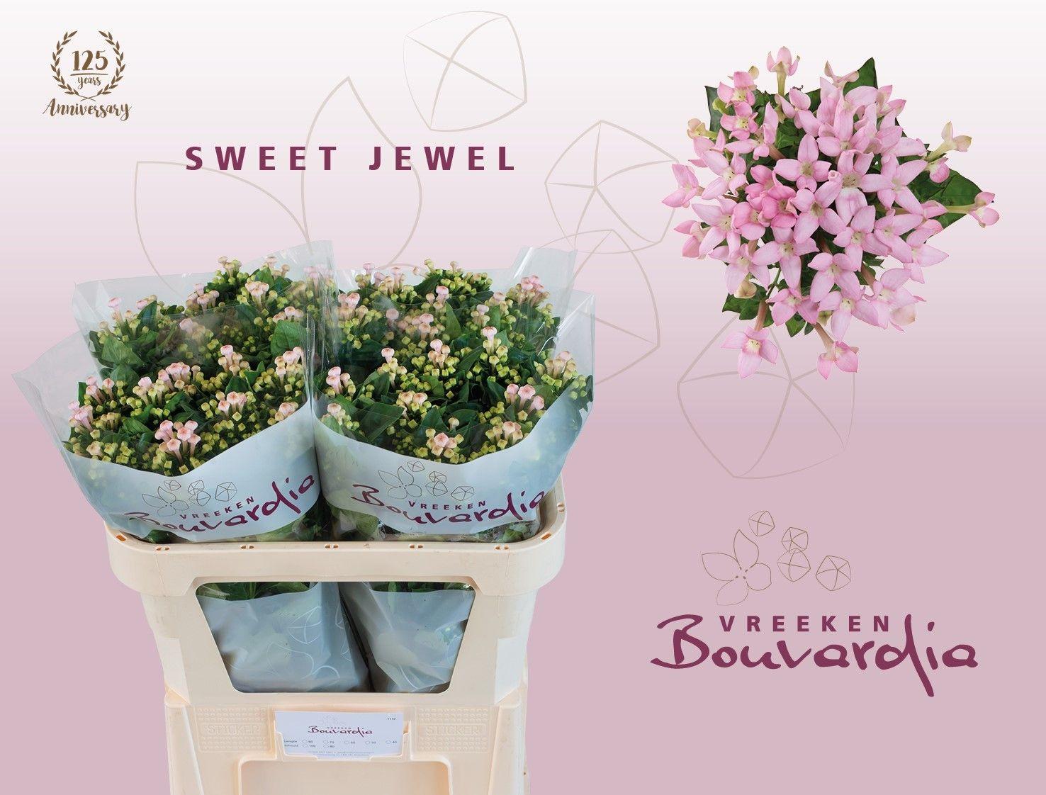 Срезанные цветы оптом Bouvardia si sweet jewel от 50шт из Голландии с доставкой по России