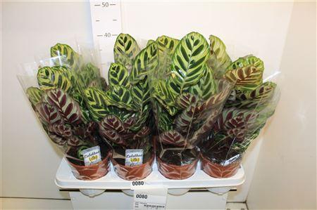 Горшечные цветы и растения оптом Calat Makoyana от 8шт из Голландии с доставкой по России