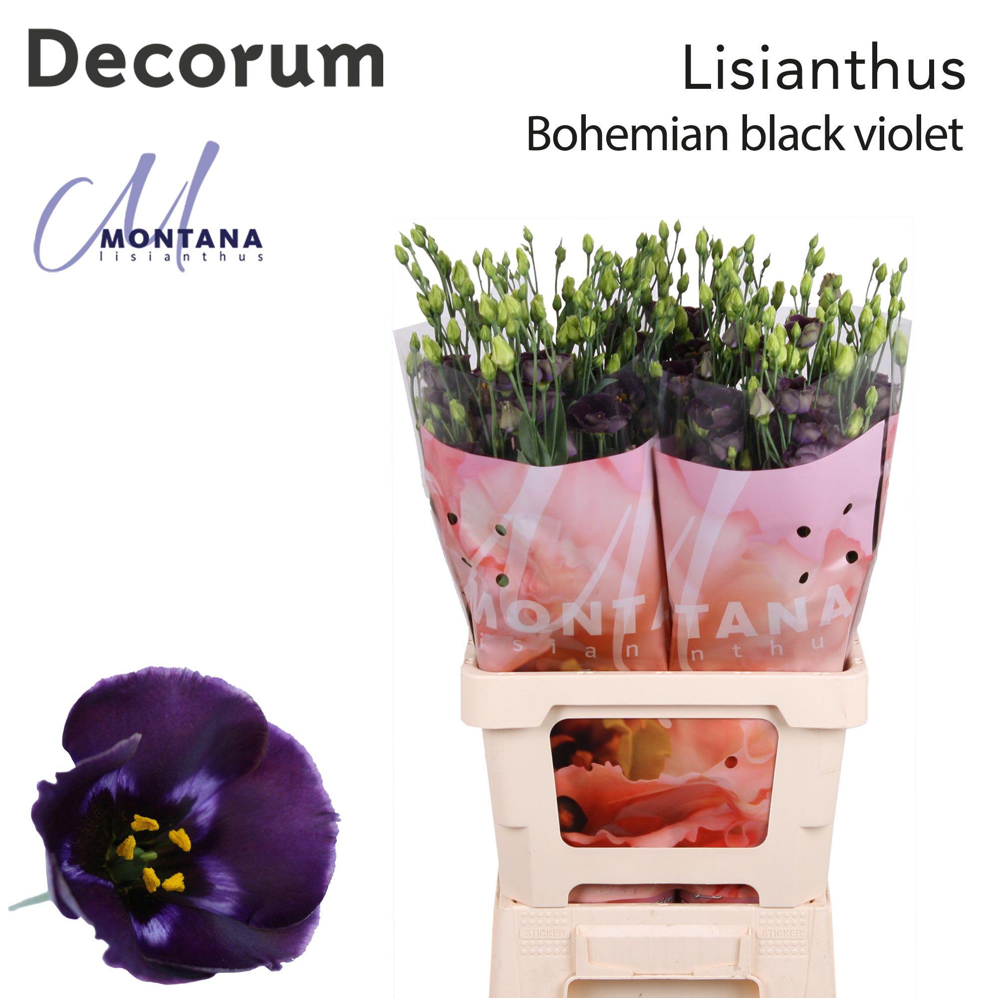 Срезанные цветы оптом Lisianthus si bohemian black violet от 20шт из Голландии с доставкой по России