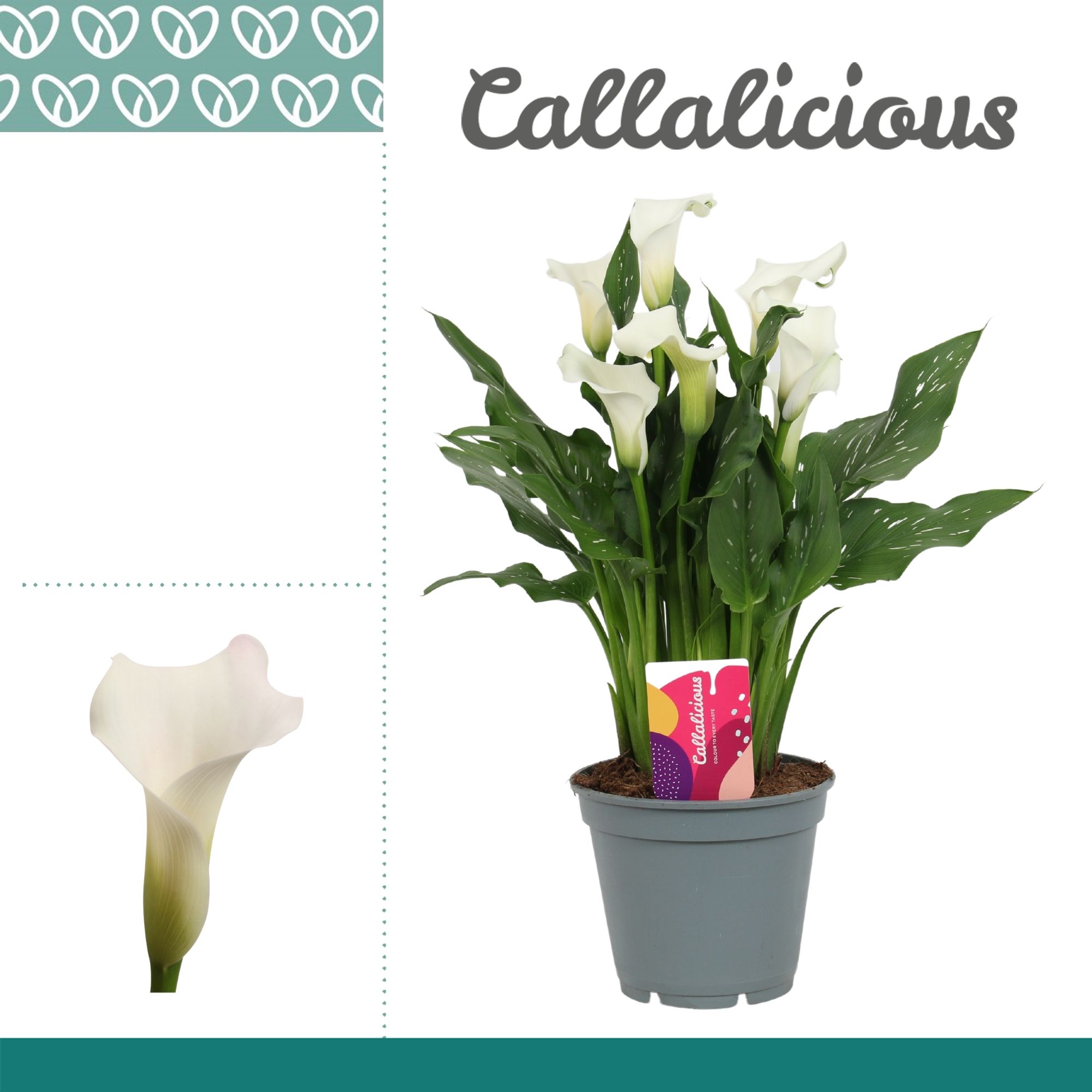 Горшечные цветы и растения оптом Zantedeschia White от 6шт из Голландии с доставкой по России