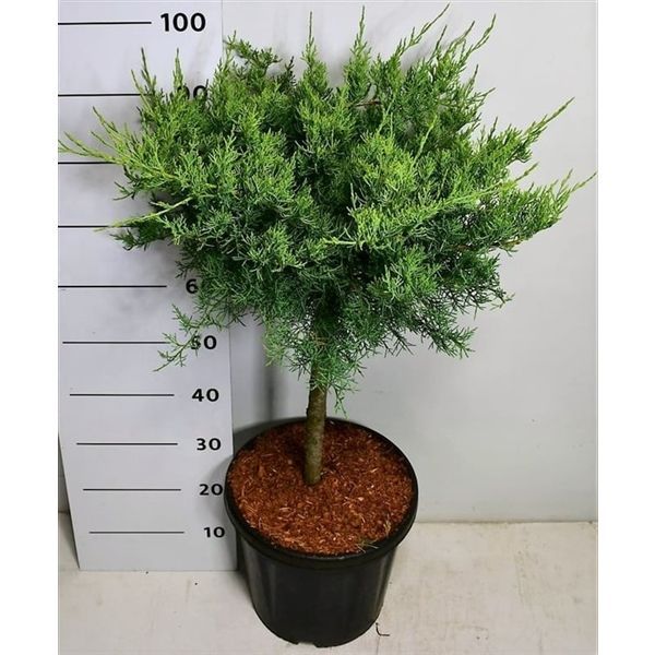 Горшечные цветы и растения оптом Juniperus Virg Grey Owl On Stem от 1шт из Голландии с доставкой по России