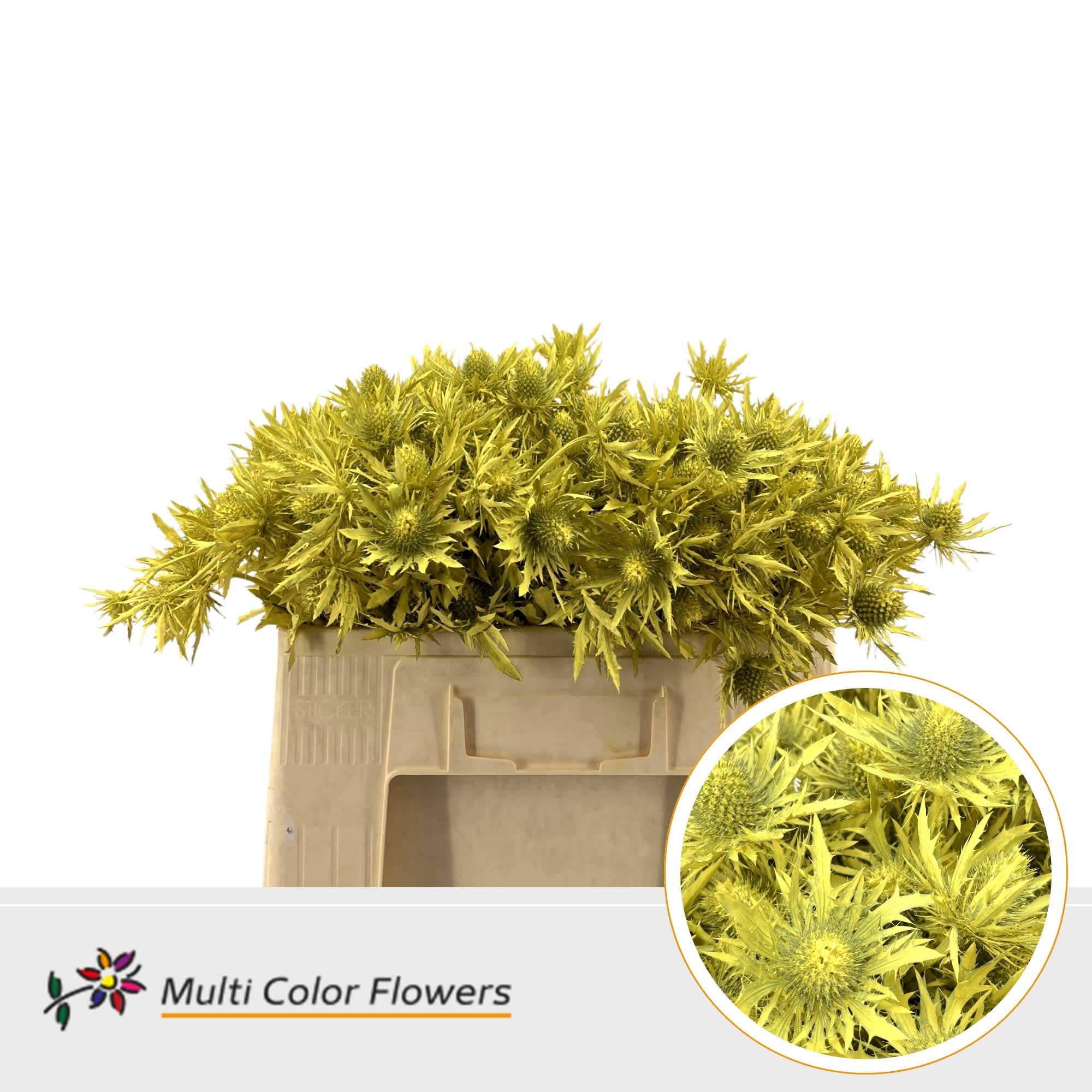 Срезанные цветы оптом Eryngium paint yellow от 60шт из Голландии с доставкой по России