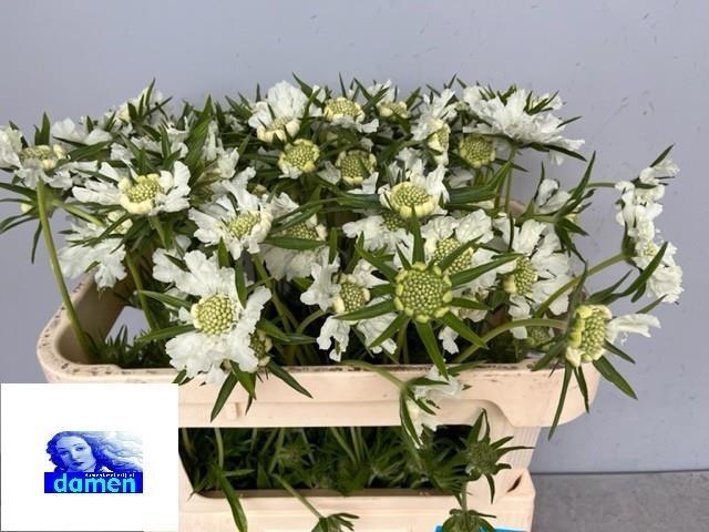 Срезанные цветы оптом Scabiosa annabelle от 60шт из Голландии с доставкой по России
