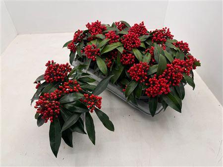 Горшечные цветы и растения оптом Skim J Reevesiana 4 Bloemen+ от 6шт из Голландии с доставкой по России