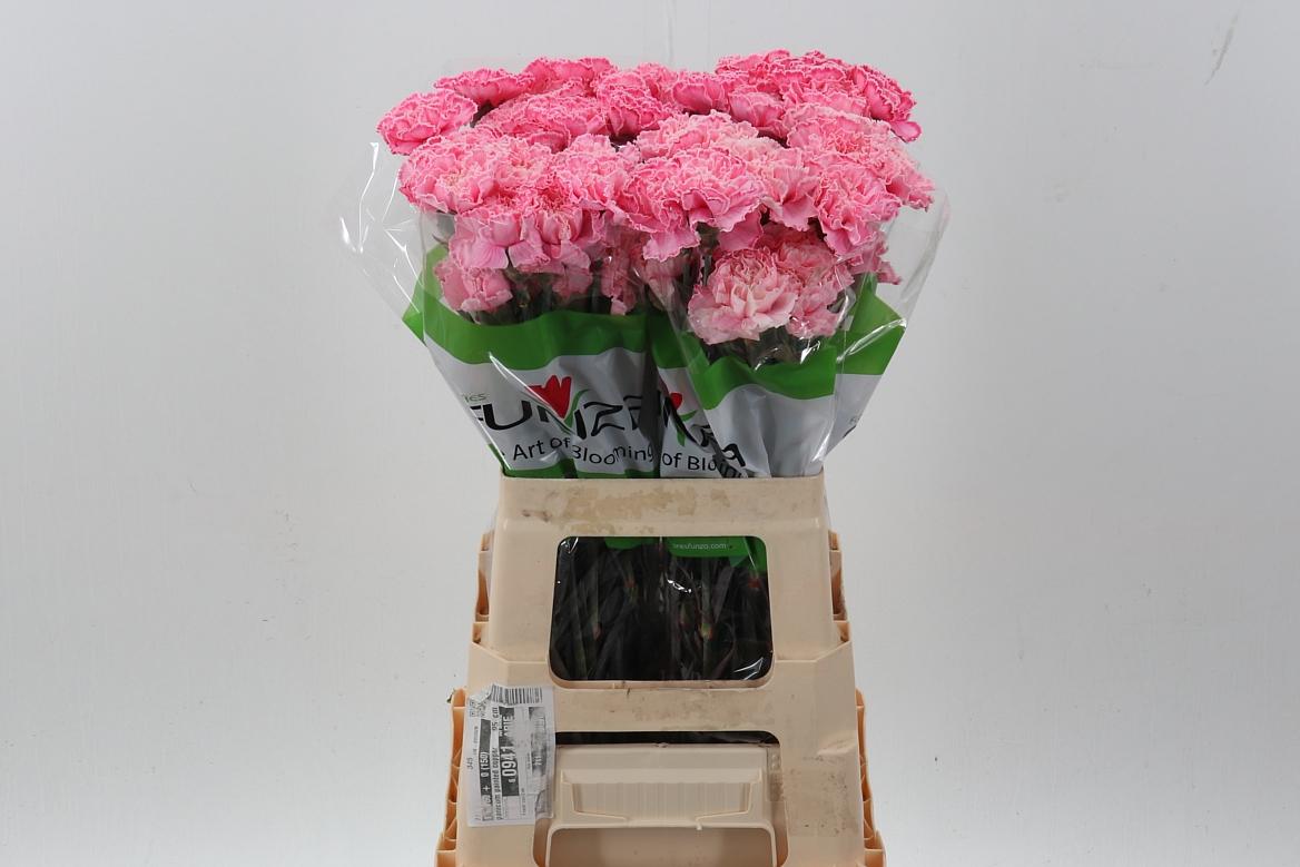 Срезанные цветы оптом Dianthus st paint pastel pink от 80шт из Голландии с доставкой по России