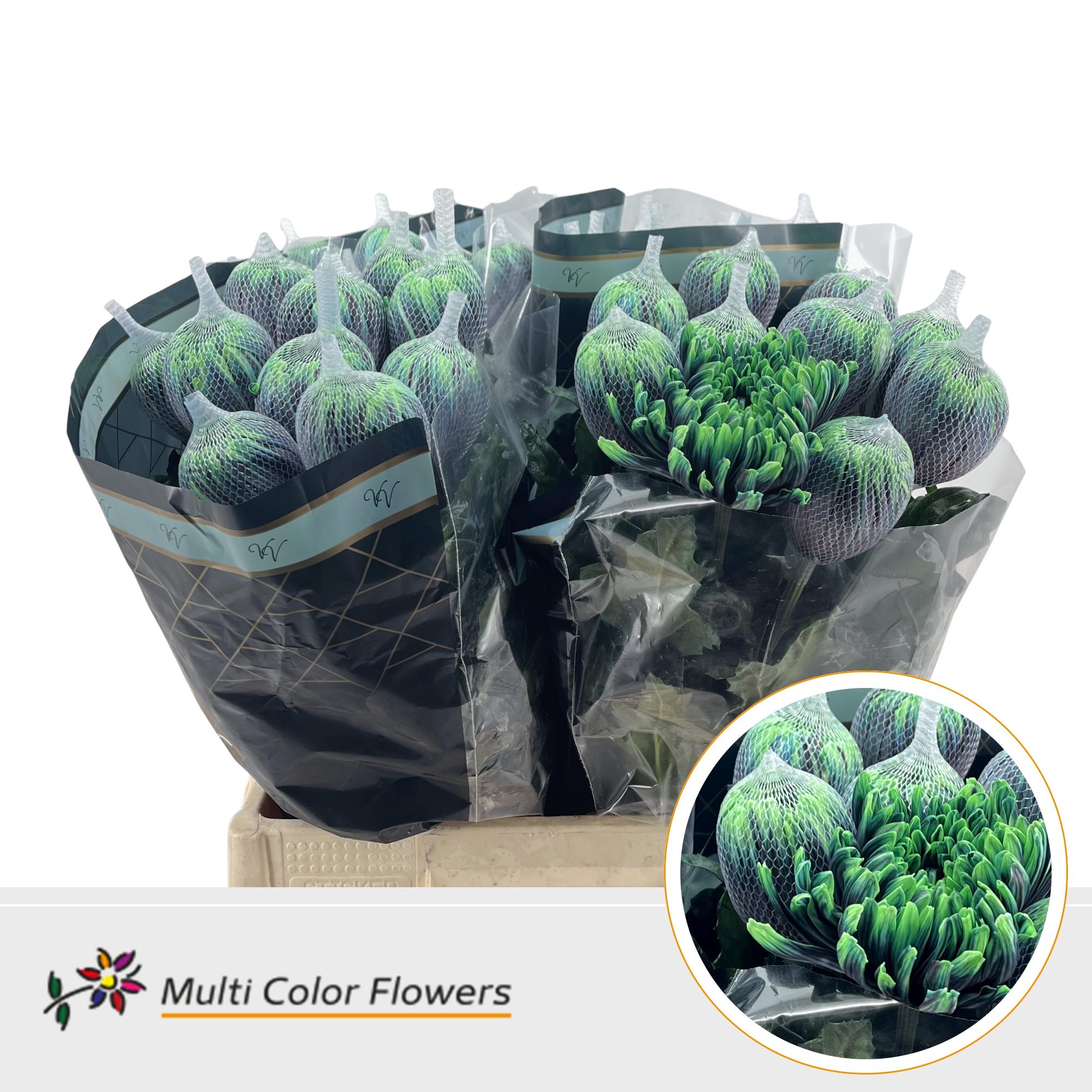 Срезанные цветы оптом Chrys bl paint antonov poison ivy от 40шт из Голландии с доставкой по России