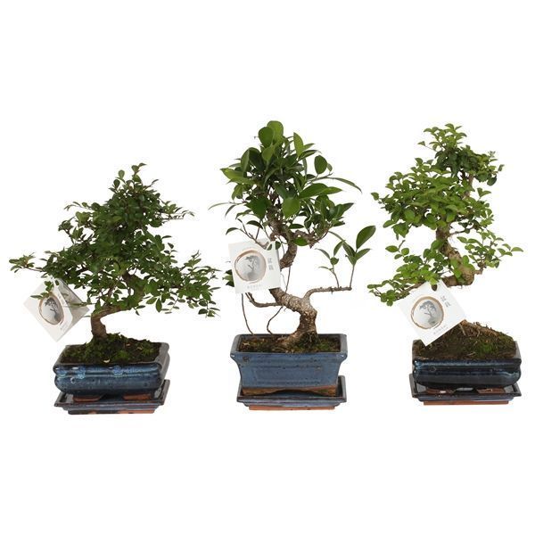 Горшечные цветы и растения оптом Bonsai Mix In S-shape от 10шт из Голландии с доставкой по России