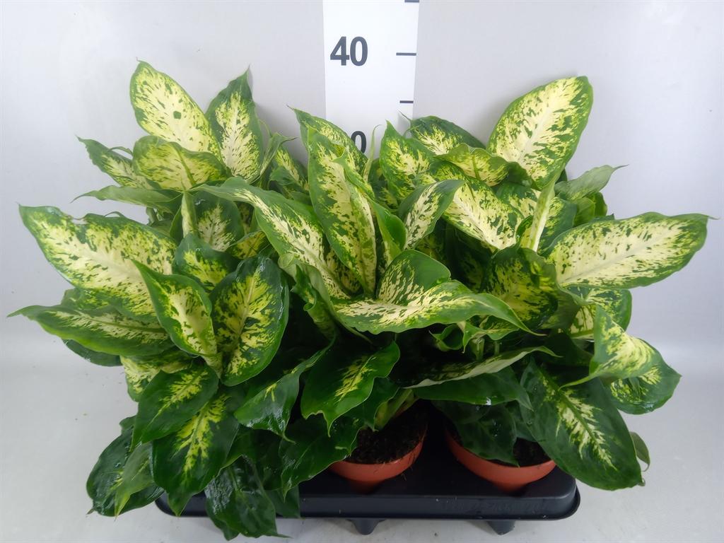 Горшечные цветы и растения оптом Dieffenbachia compacta от 6шт из Голландии с доставкой по России