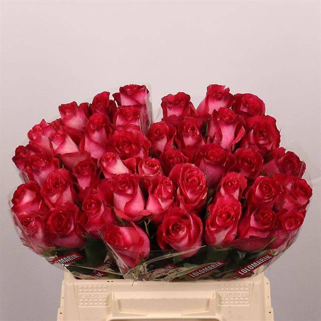 Срезанные цветы оптом Rosa large nicoletta от 40шт из Голландии с доставкой по России